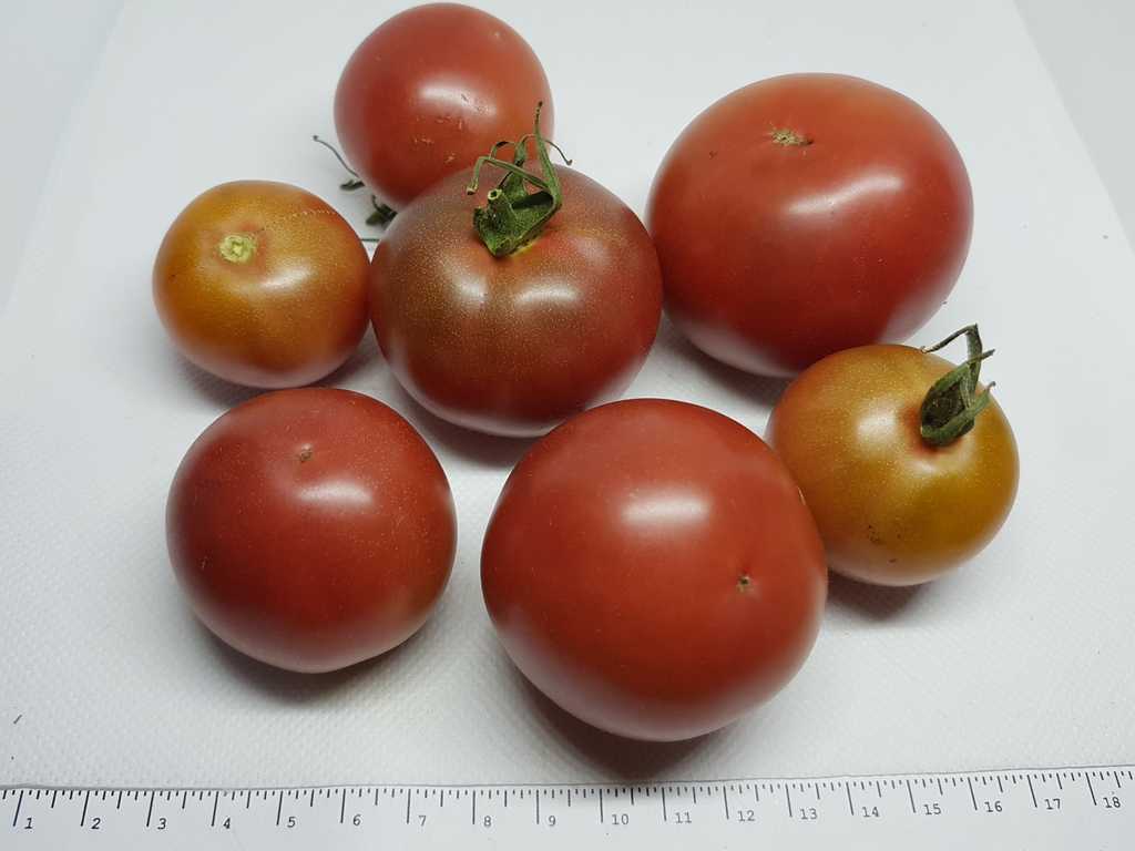 Christmas Purple Grapes